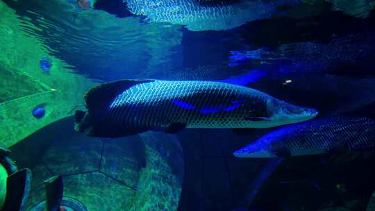 巨骨舌鱼 海洋馆 水族馆视频素材模板下载