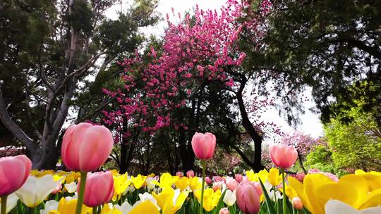 中山公园郁金香花盛开