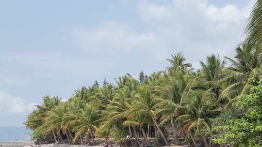 海边成排的椰子树随风飘荡