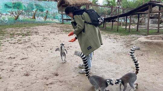 济南动物园游客与猴子