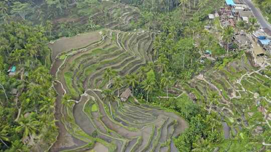 热带，稻田，稻田，种植园