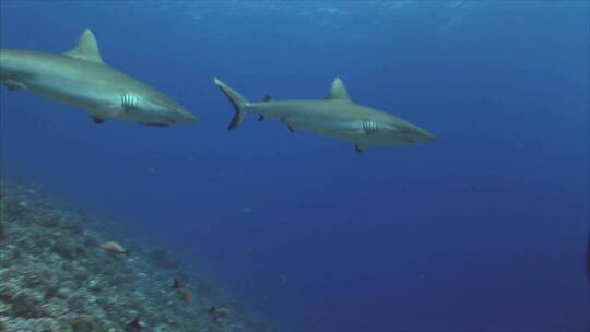 深海里的鲨鱼视频素材模板下载