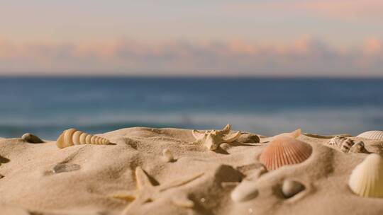 沙滩上的海星贝壳特写镜头