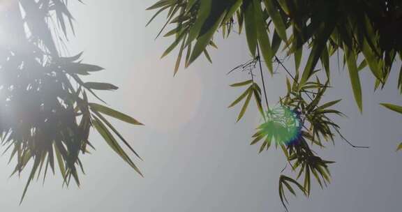 竹子竹叶秋日阳光光斑意境特写