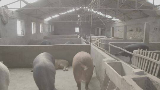 农家羊猪猪舍LOG视频素材模板下载