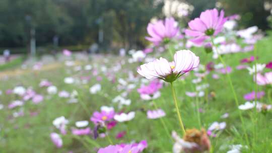 格桑花盛开实拍