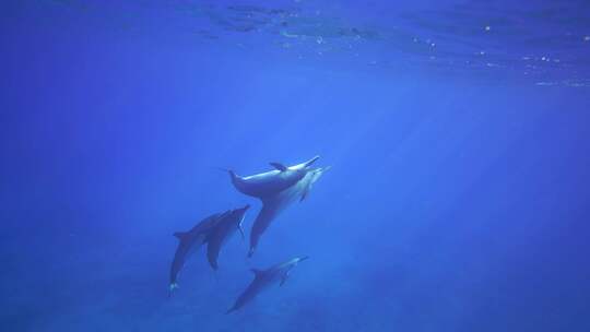 浅海区拍摄到一群游玩的海豚