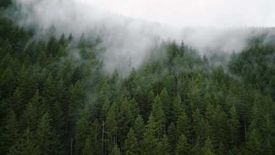 绿色迷雾森林山林植物林地