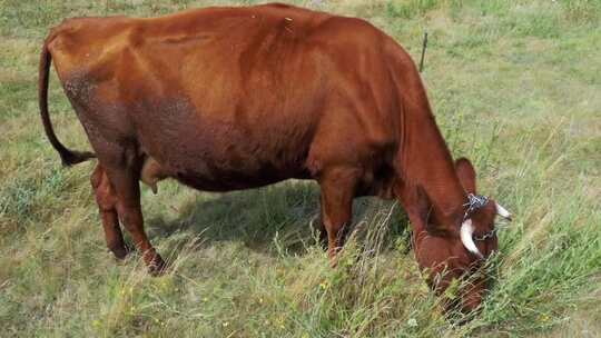 牛在村庄附近的草地上吃草视频素材模板下载