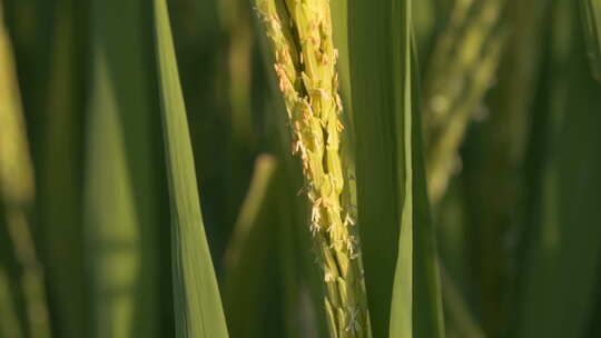 水稻穗稻花微距特写大米粮食视频素材模板下载