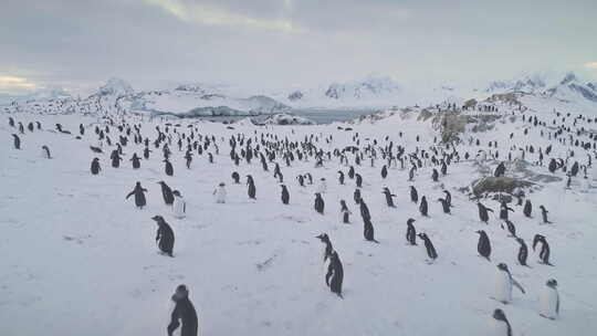 南极洲白雪覆盖的巴布亚企鹅殖民地鸟瞰图