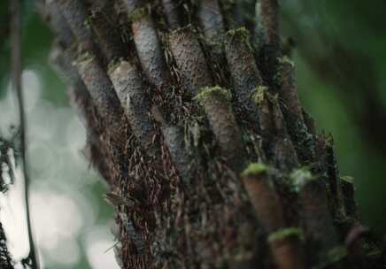 Tree Trunk， Fern，阿里，