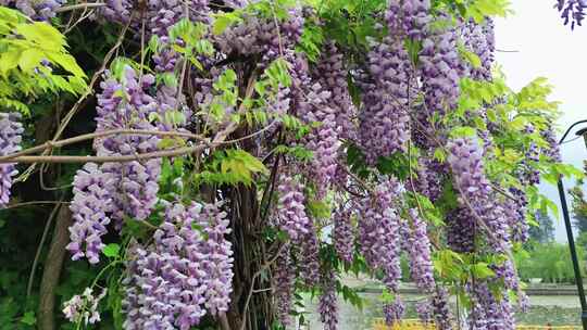 紫罗兰鲜花花朵植物盛开