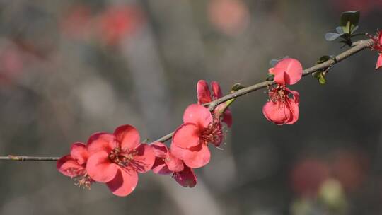 春暖花开