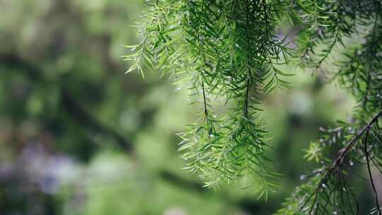 雨天的植物叶子4K