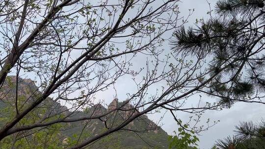 北京春日郊外树枝发芽背后群山绿意丛丛