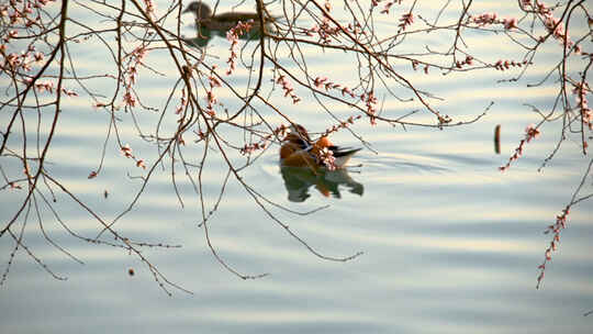 春天开花的桃树下一对游泳的鸳鸯