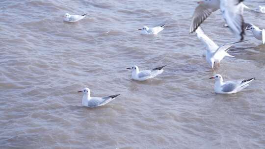 海面上海鸥飞翔游弋画面