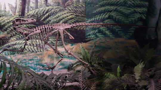 【镜头合集】骨架化石恐龙考古