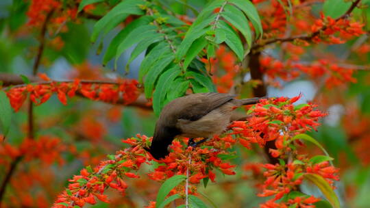 春天鸟语花香 红耳鹎 树枝上的小鸟