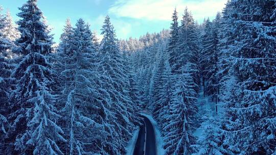 航拍积雪覆盖的针叶林山路