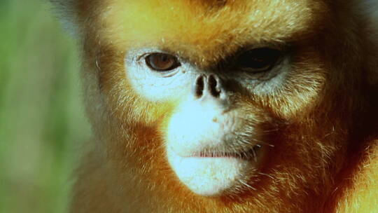 金丝猴幼崽吃奶视频素材模板下载