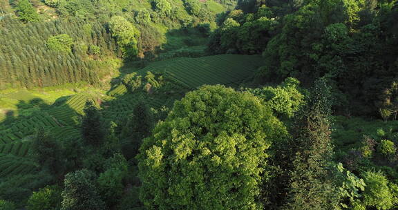 四川雅安绿茶园航拍风景