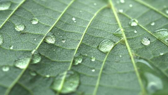 叶子上的雨滴特写