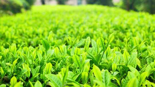 合集组镜湖北十大名茶玉露茶栽培种植绿茶