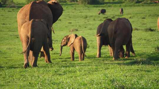 可爱的小象在牛群中间玩耍，慢动作，特写