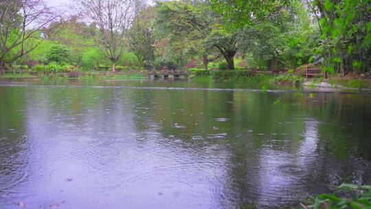 公园池塘竹林下雨天