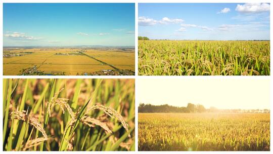 秋天丰收金色稻田