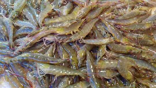 福建厦门第八市场海鲜市场售卖的虾慢动作