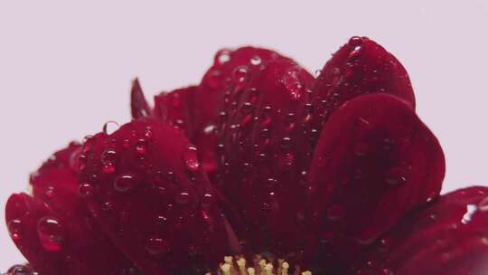 红色花朵上的水珠