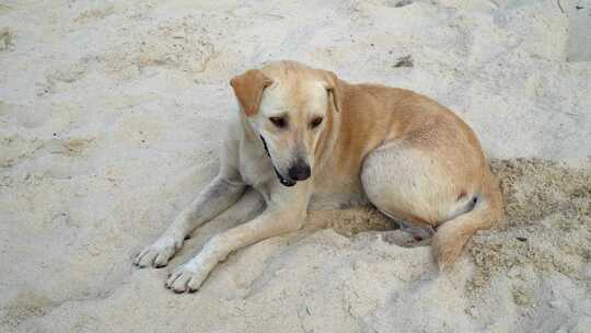 一只狗在白沙上休息