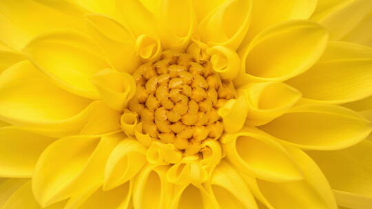 盛开的黄色大丽花