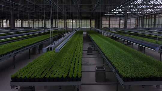 温室大棚内蔬菜种植场景