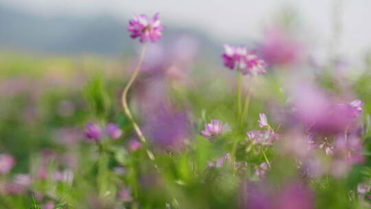 田野里唯美的粉红色野花