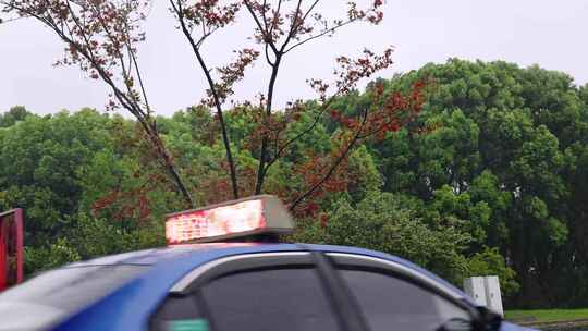 台风狂风暴雨下摇摆的行道树