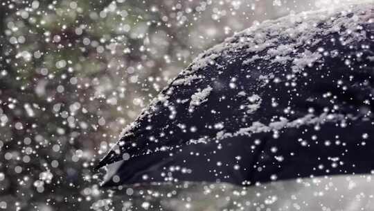 下雪撑黑伞 鹅毛大雪