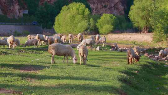 （合集）山羊 羊群吃草   放牧羊吃草视频素材模板下载