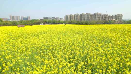 杭州湘湖春天油菜花与城市高楼航拍