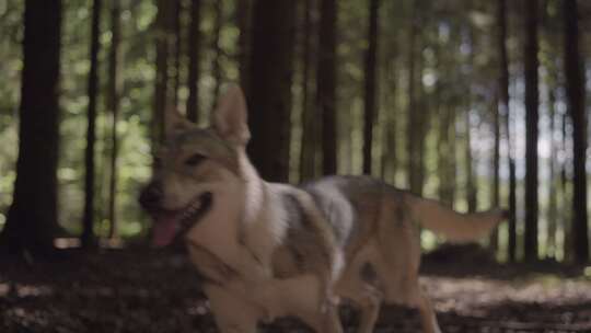 猎狼犬，追逐，人，森林