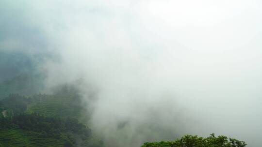 云雾缭绕的南岳衡山茶场航拍