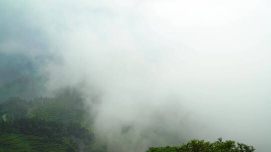 云雾缭绕的南岳衡山茶场航拍视频素材模板下载