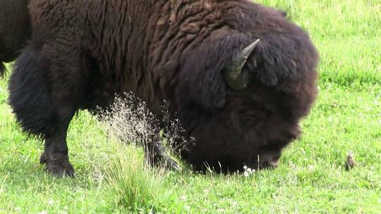 野牛在草原上觅食