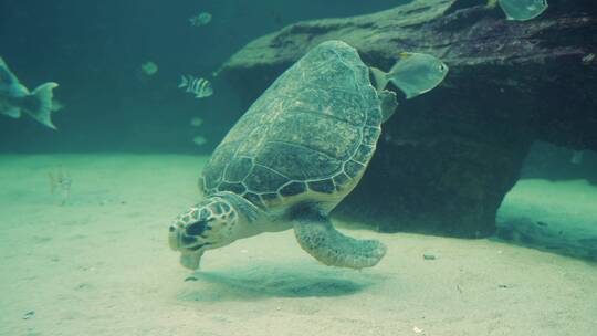 海底的缓慢移动的乌龟