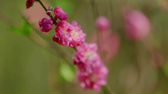 桃花实拍视频