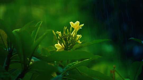 新鲜绿叶的雨滴