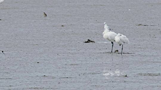 深圳湾鸟类栖息地自然风光视频